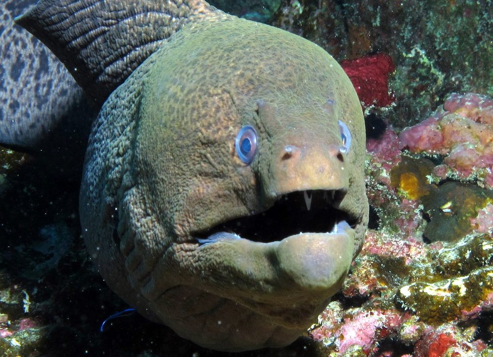 ウツボの正面顔