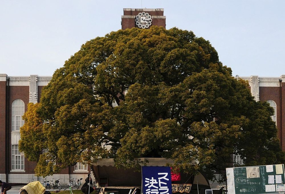 京大エンブレムのモチーフとなる楠の大木