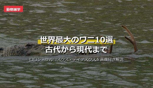 世界最大のワニ10選！史上最大のサルコスクスから現生イリエワニまで古代から現代までランキング形式で解説