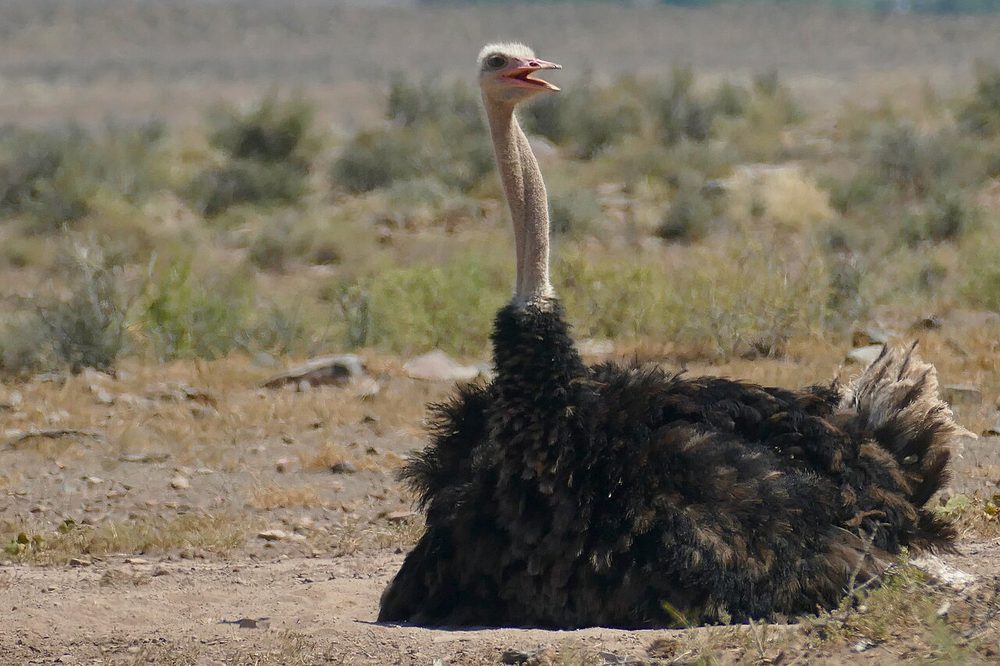 ダチョウ 砂漠 長い首
