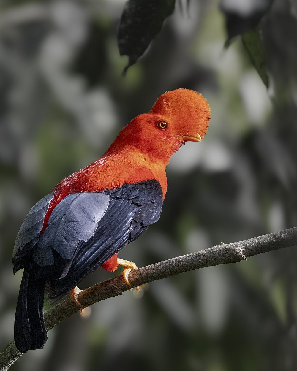 アンデスイワドリ 赤い鳥