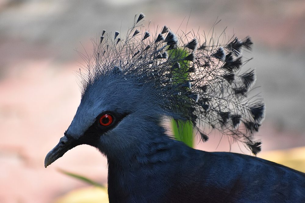 ヴィクトリア王冠バト 青い羽冠