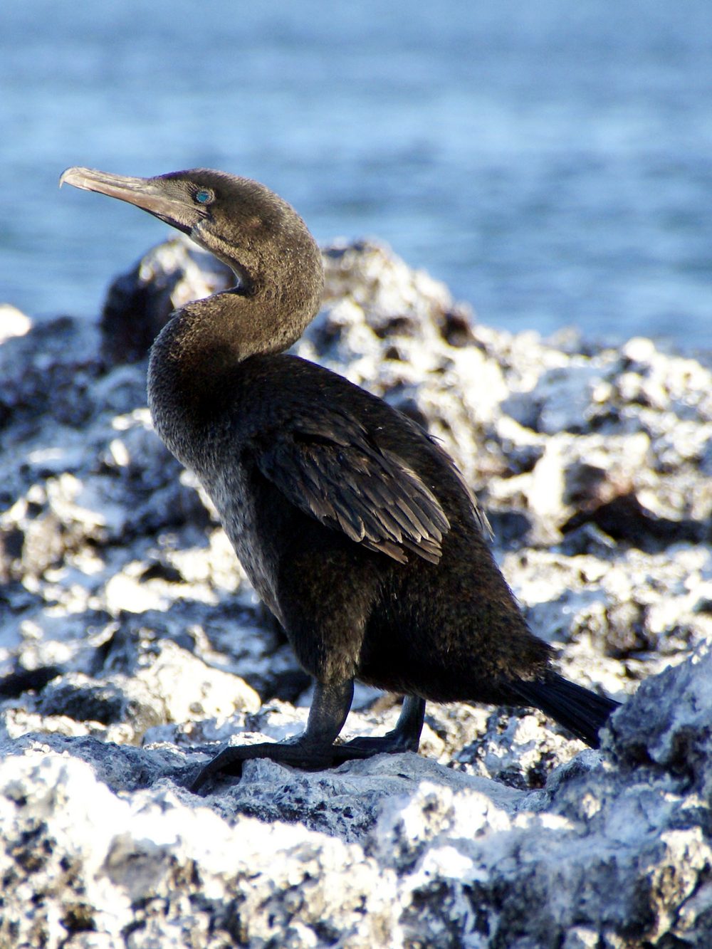 ガラパゴスコバネウ 飛べない 海鳥