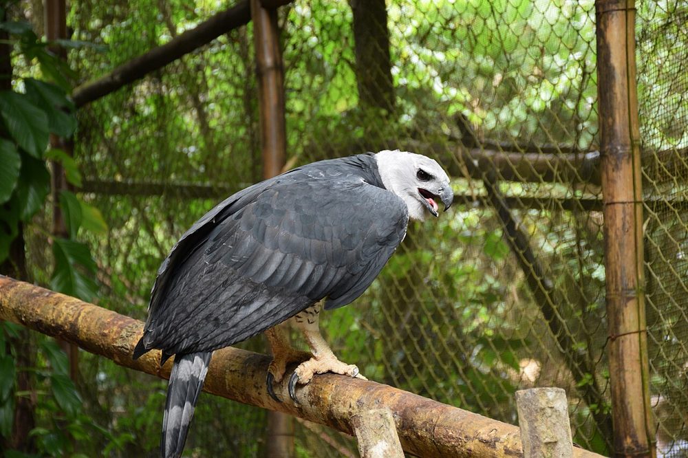 ハーピーイーグル 南米最強の鷲