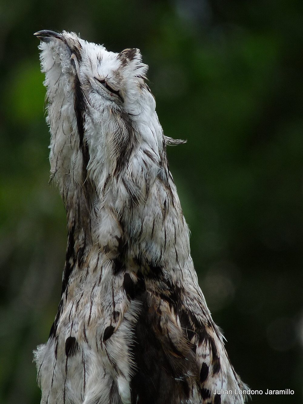 タチヨタカ 樹皮擬態