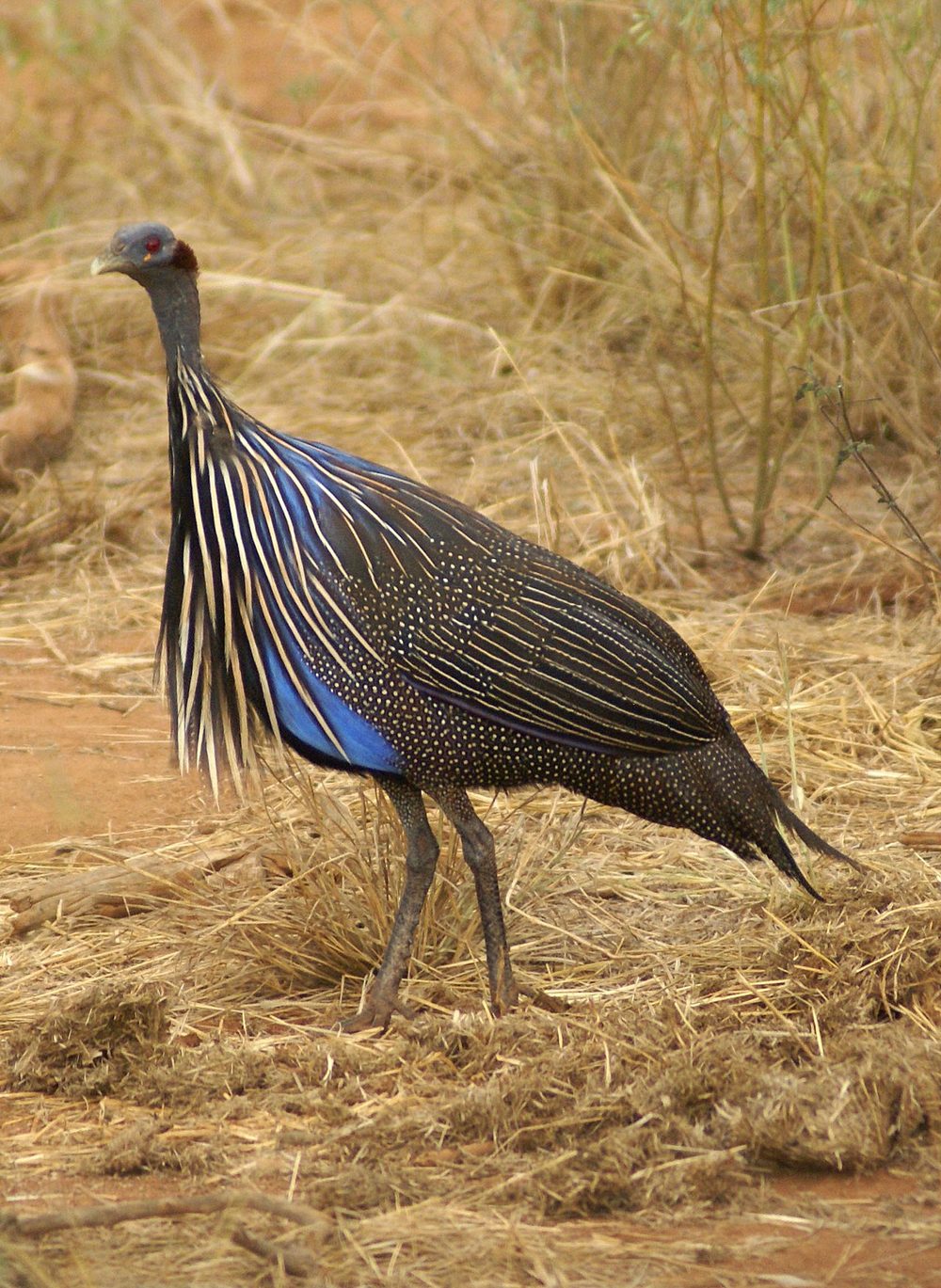 フサホロホロチョウ 青い羽 縞模様