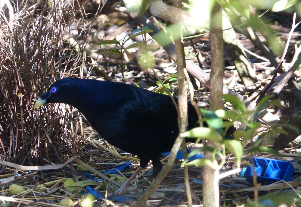 サテンニワシドリ 青い巣 オス