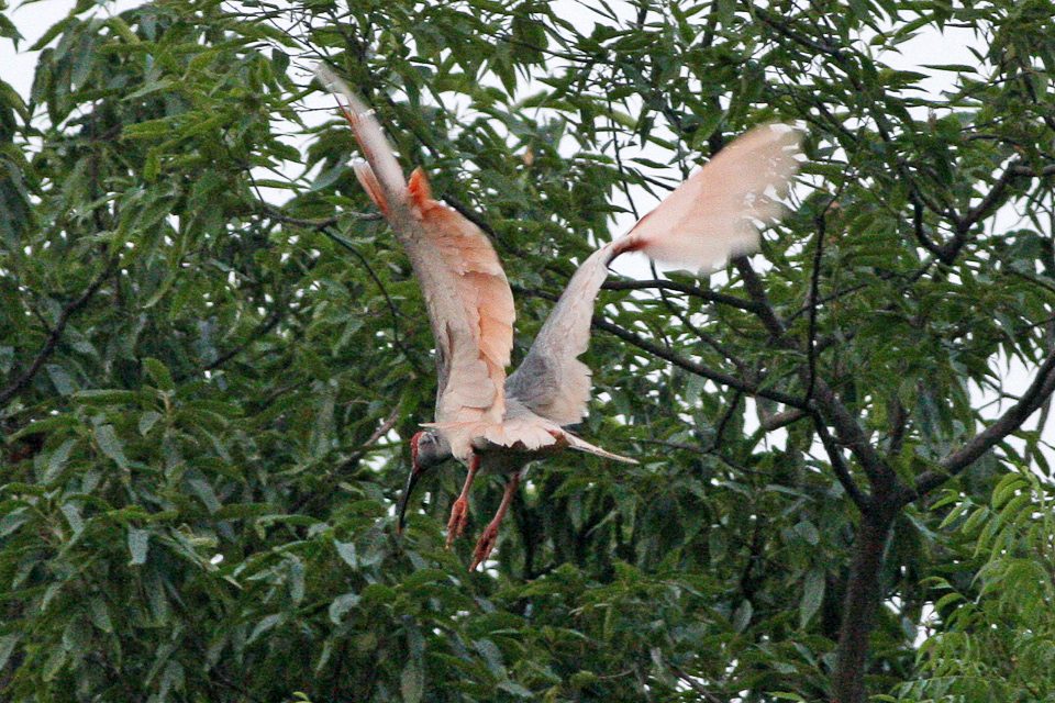 トキ ニッポニアニッポン 羽