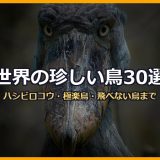 世界の珍しい鳥30選！ハシビロコウ・極楽鳥・オオハシから飛べない鳥・最大の猛禽類まで画像付きで徹底解説