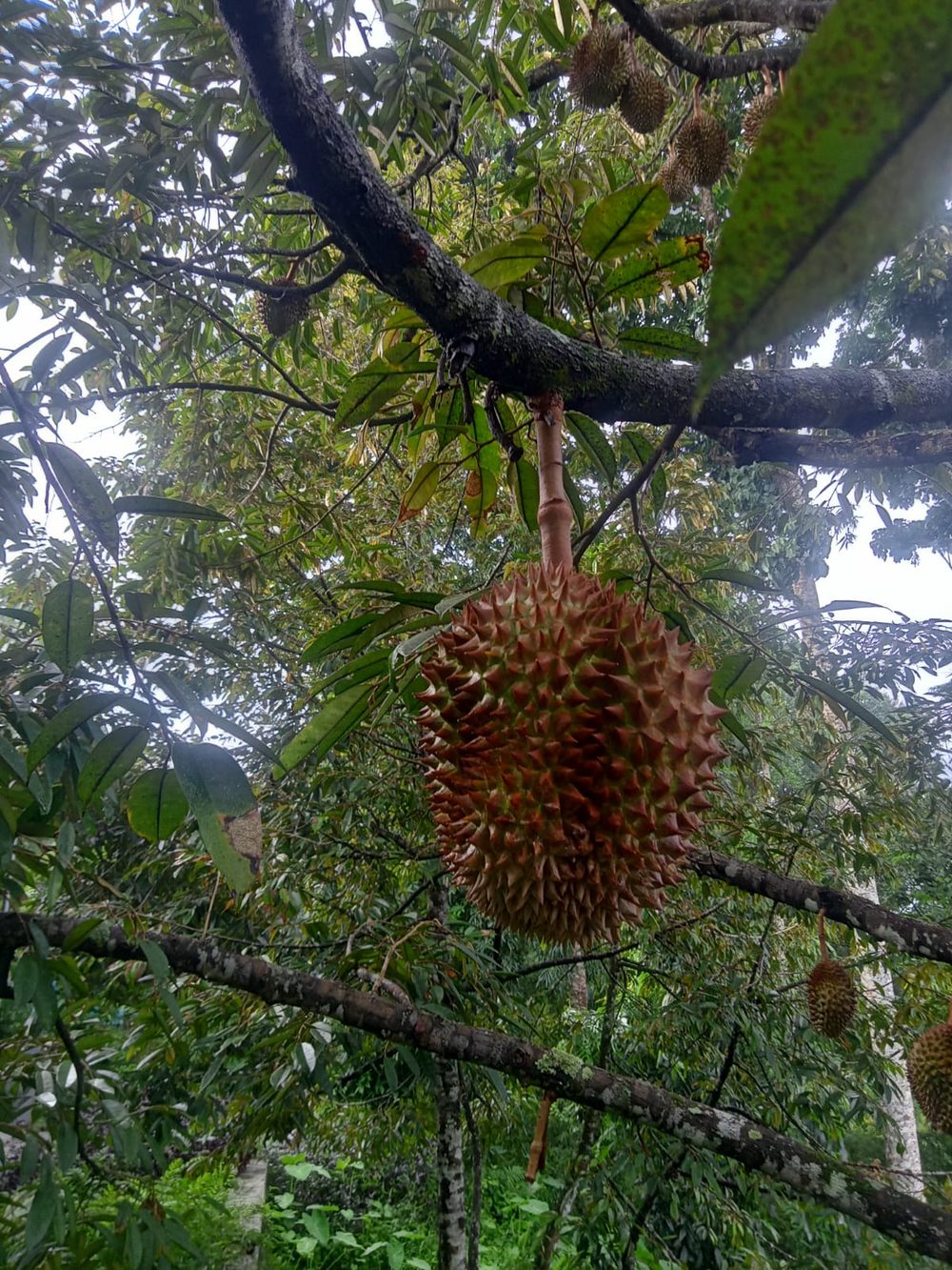 ドリアン 果物の王様
