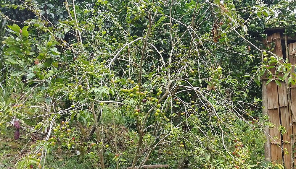 カムカム ビタミンC世界一の珍しい果物