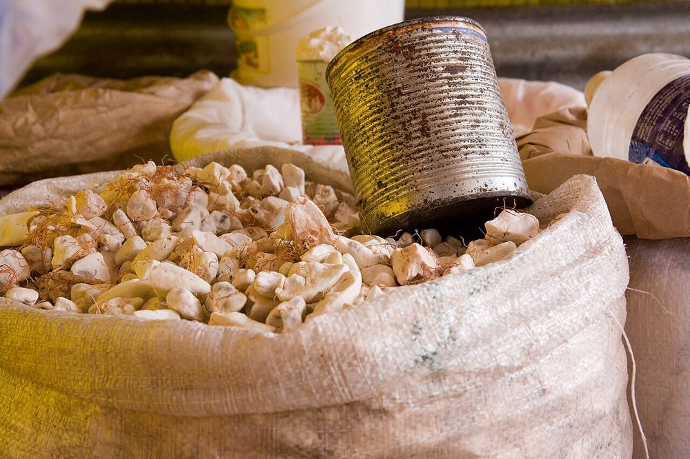 バオバブ 生命の木 珍しい果物