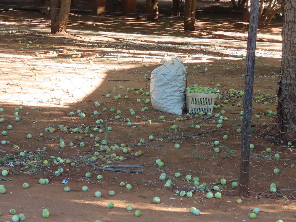 マルラ 象が酔う珍しい果物