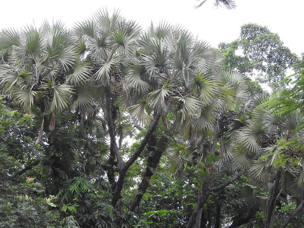 ドームヤシ エジプト 珍しい果物