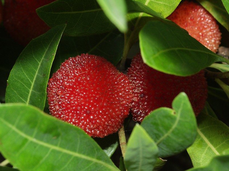 ヤマモモ 楊梅 珍しい果物