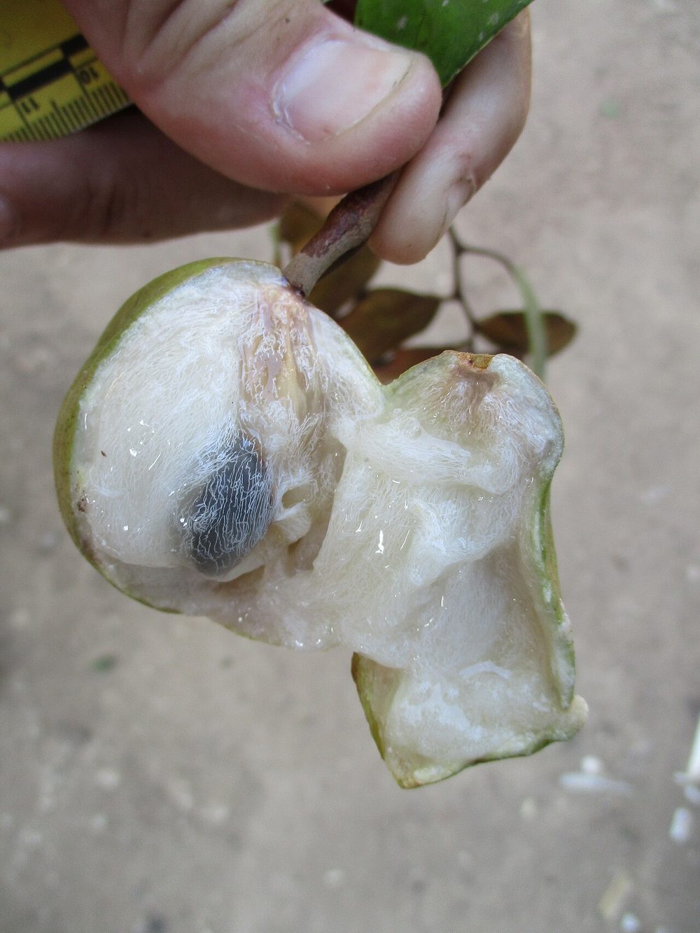 スターアップル カイミト 珍しい果物