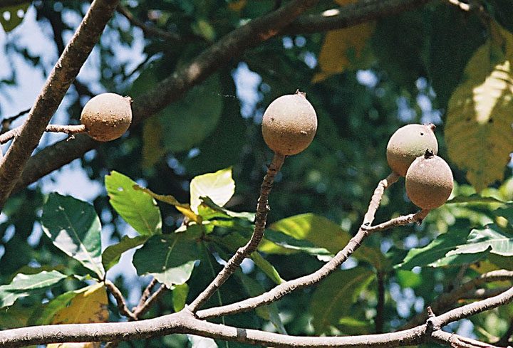 ジェニパポ 青い染料 珍しい果物