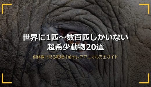世界に1匹〜数百匹しかいない超希少動物20選！個体数で見る絶滅寸前のレアアニマル完全ガイド