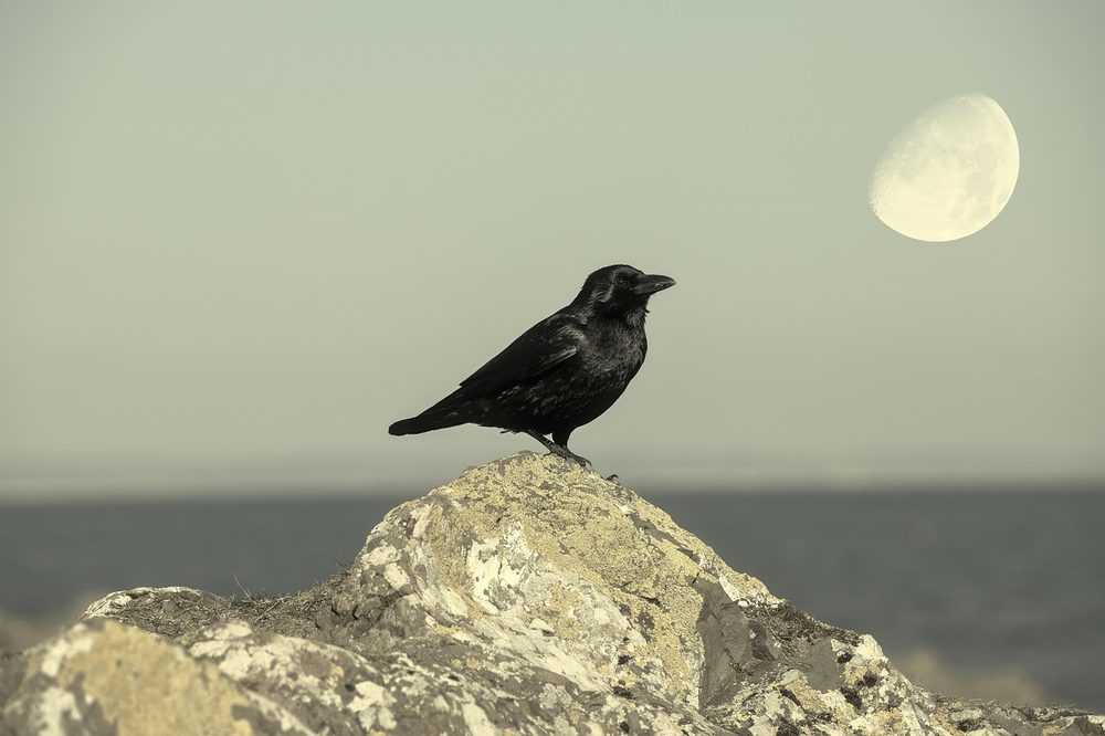 カラス - 鳥類で最も知能が高い動物