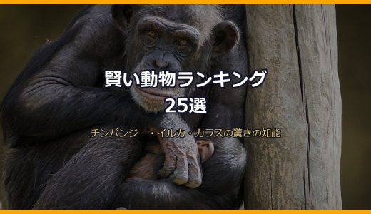 賢い動物ランキング25選！チンパンジー・イルカ・カラスなど頭のいい動物の知能と驚きの能力を徹底解説