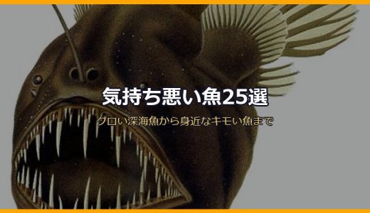 気持ち悪い魚25選！グロい深海魚から身近なキモい魚まで画像付きで紹介
