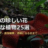世界の珍しい花・奇妙な植物25選！ラフレシア・食虫植物・透明になる花まで画像付きで徹底解説