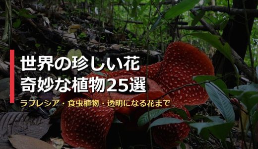 世界の珍しい花・奇妙な植物25選の記事サムネイル