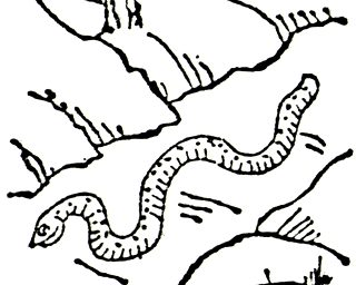 和漢三才図会に描かれたツチノコ（野槌）