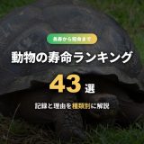 動物の寿命ランキング43選！長生きな生き物から短命な動物まで記録と理由を種類別に解説
