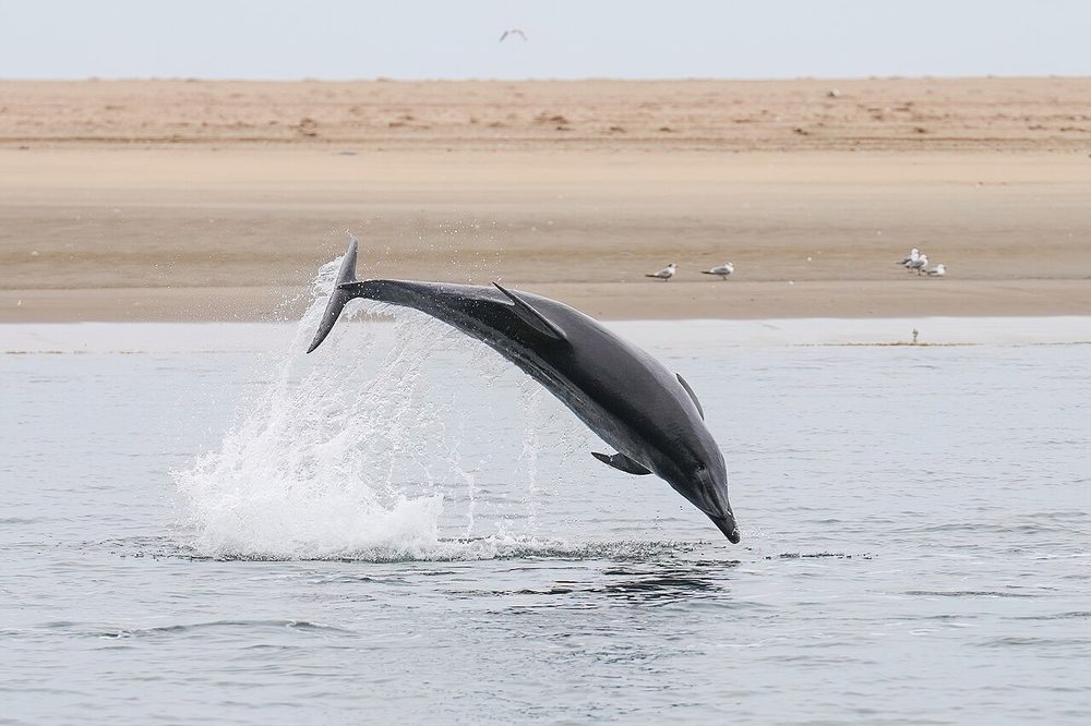 海面を高くジャンプするイルカ