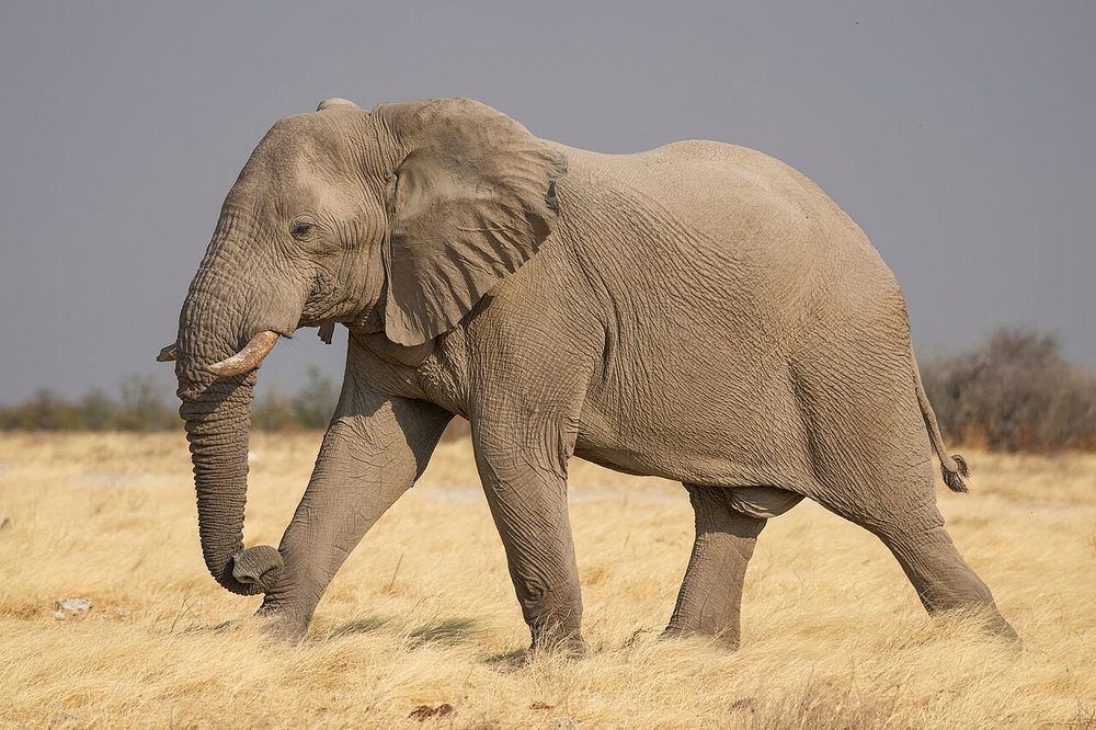サバンナを歩くアフリカゾウ