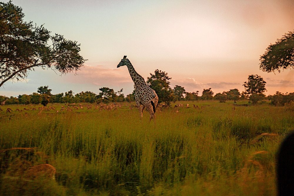夕暮れのサバンナにたたずむキリン
