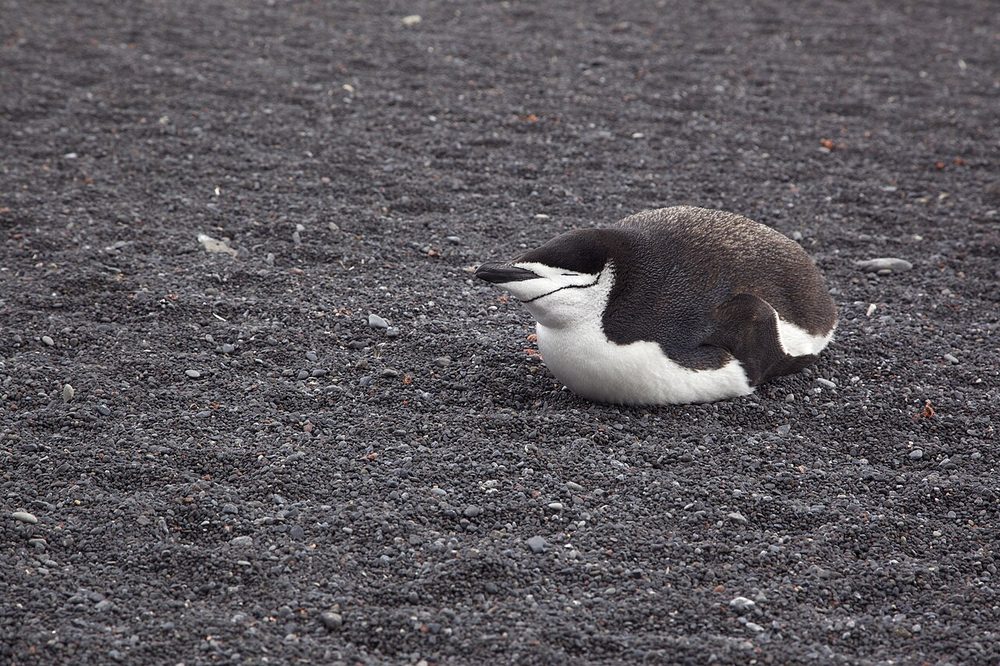 黒い砂浜で休むヒゲペンギン