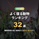 よく寝る動物ランキング32選！睡眠時間の長い動物から短い動物・面白い寝方まで理由つきで解説
