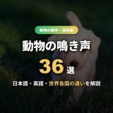 動物の鳴き声36選！日本語・英語・世界各国の違いを一覧と面白い雑学で解説