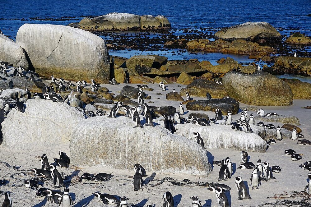 海辺に集まるペンギンの群れ。ペンギンにも膝の関節がある