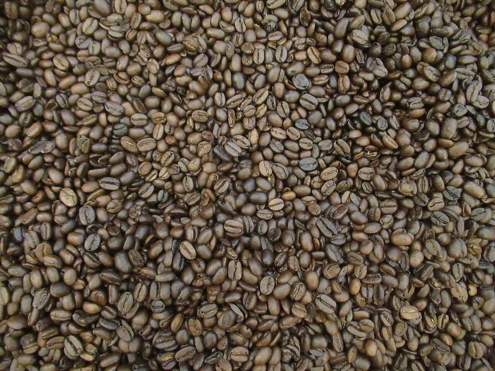 焙煎されたコーヒー豆。珈琲は幕末に生まれた当て字
