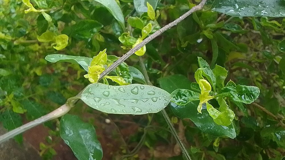 青葉に降りそそぐ翠雨の雨粒