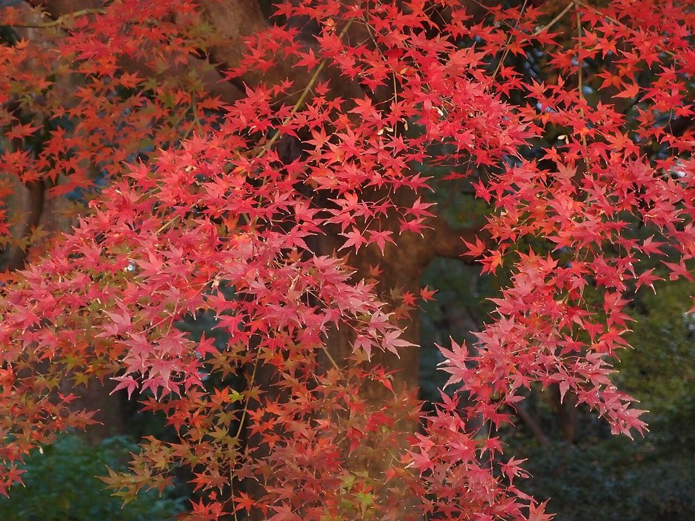 鮮やかに色づく紅葉と和の色
