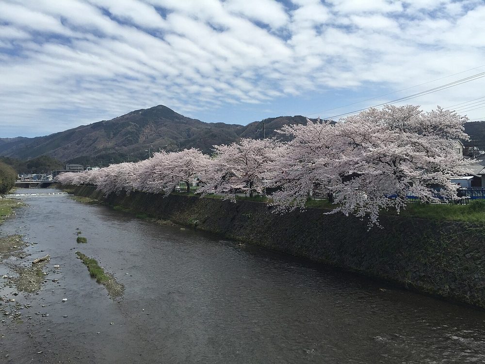 川沿いに咲く桜と山の春景色