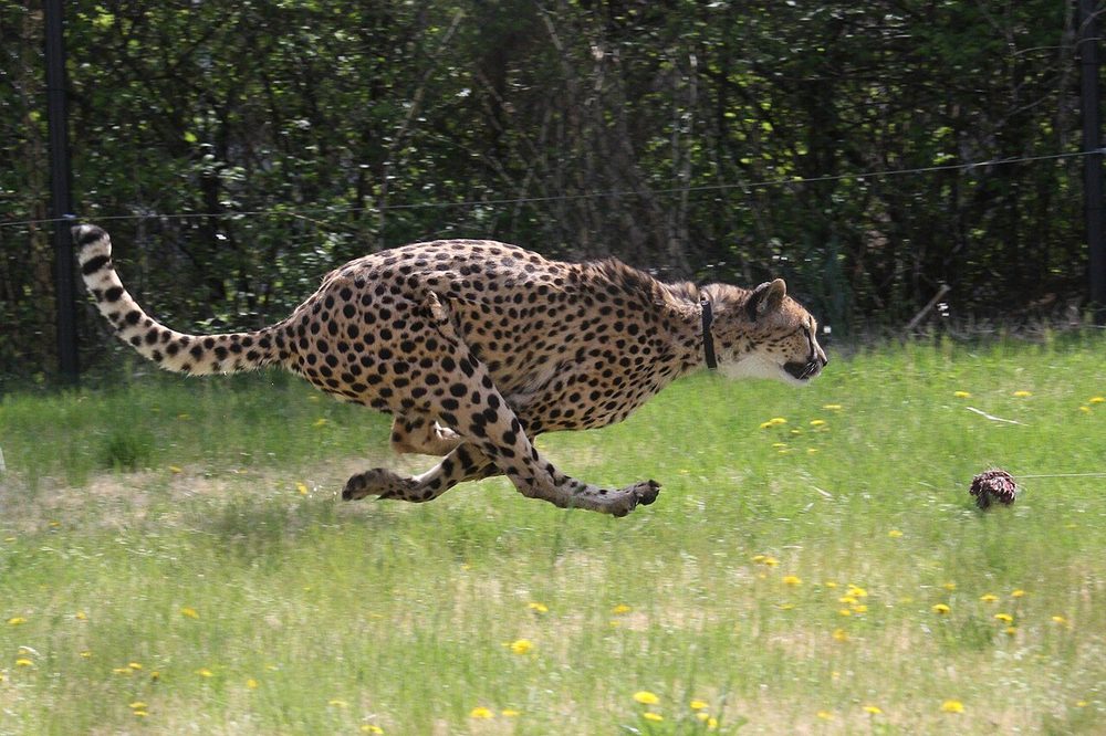 全力疾走するチーター。陸上で最も足が速い動物