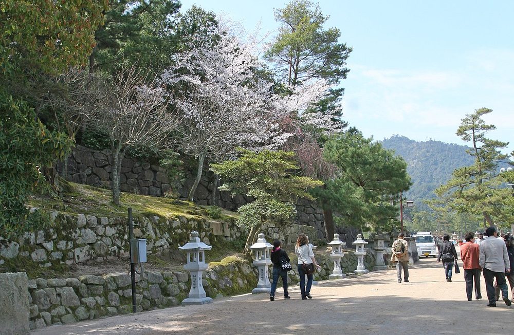 桜が咲く春の宮島の参道
