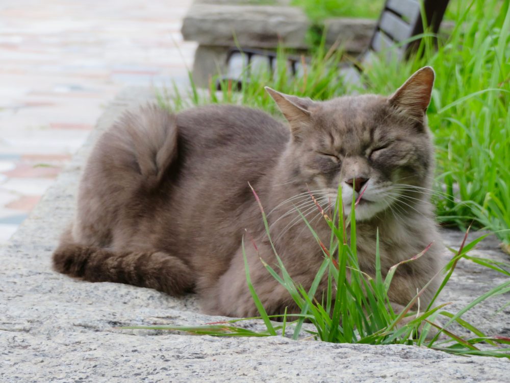 草の上でくつろぐ猫（猫にまつわる慣用句のイメージ）