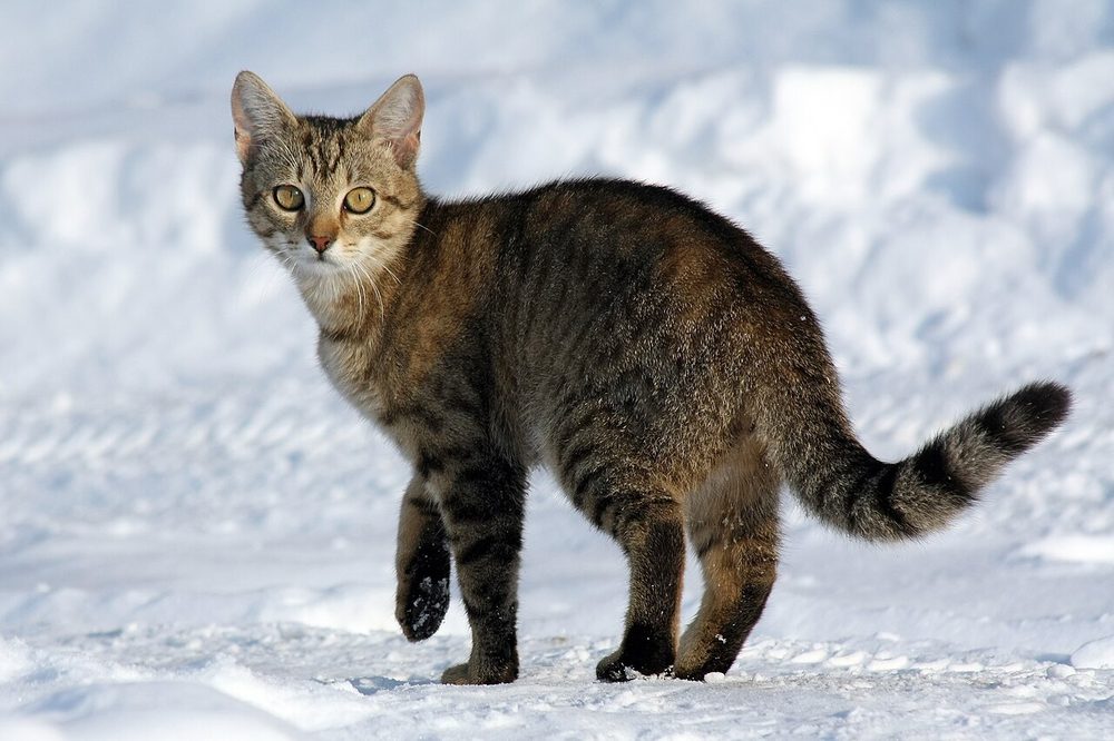 雪の上に立つ猫