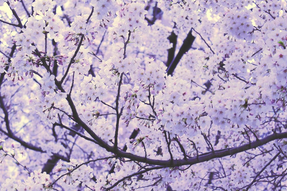 満開から散りゆく桜（諸行無常のイメージ）