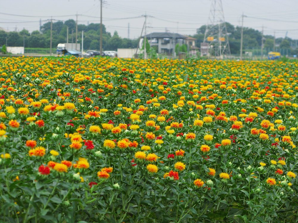 紅色の染料となる紅花(べにばな)の畑