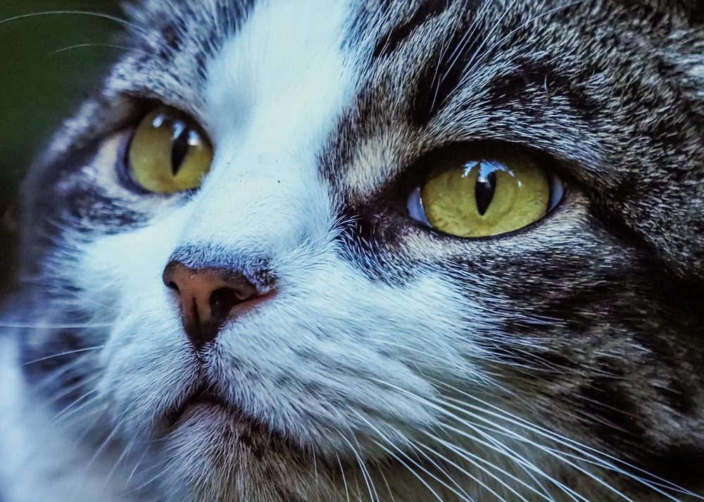 動物の慣用句のイメージである猫の顔