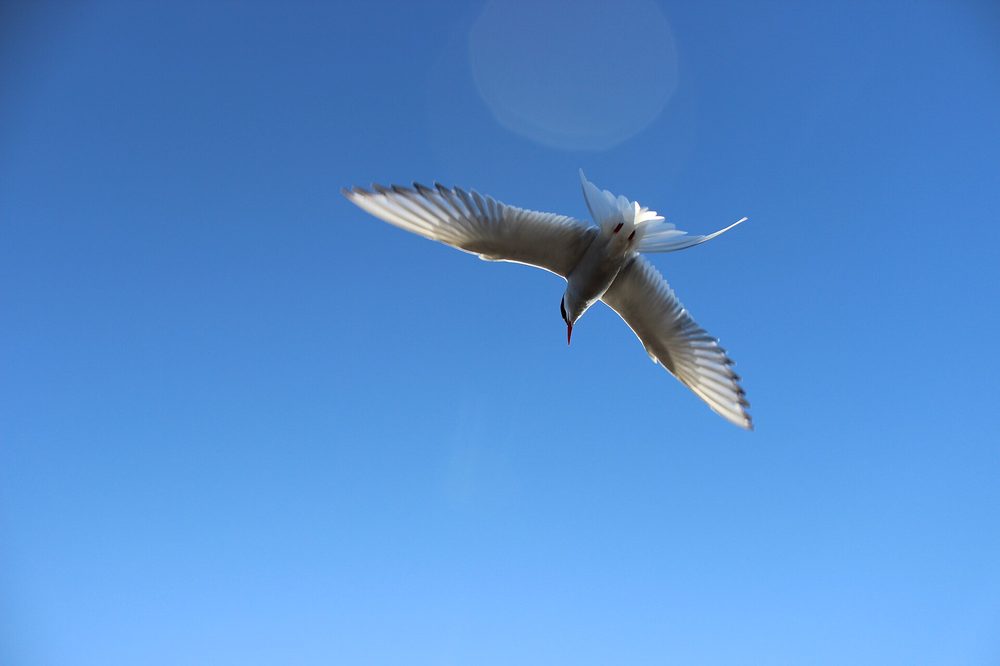 青空を舞うキョクアジサシ