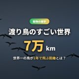渡り鳥とは？種類・なぜ渡るのか・道に迷わない仕組みから世界一の飛行距離まで徹底解説