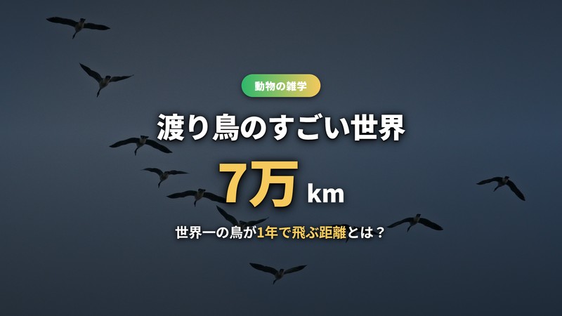 渡り鳥のすごい世界 V字編隊で空を渡るガンの群れ